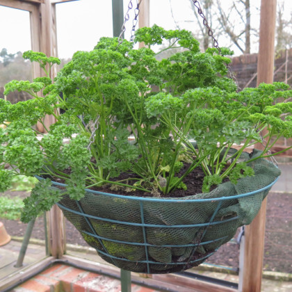 Semena petržele kadeřavé Afrodite - výsevný disk - 5 ks