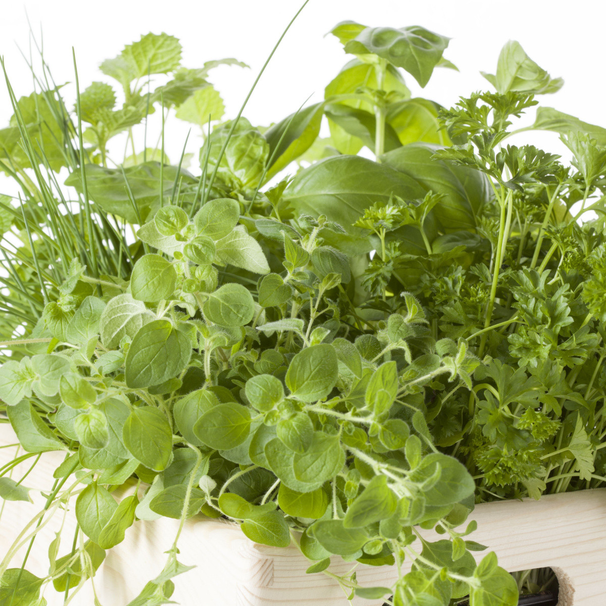 Semena koření - mix - výsevný pásek - 5 m