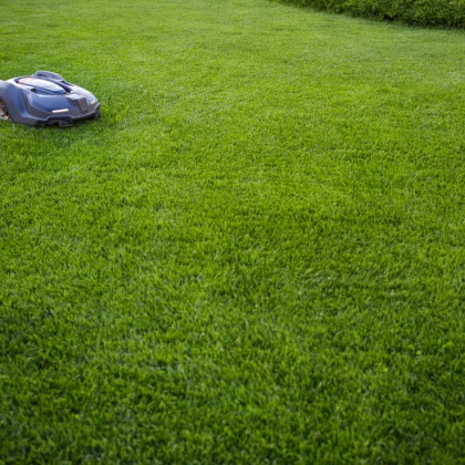 Trávník Comfort pro robotické sekačky - semena Kiepenkerl - 2 kg