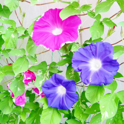 Směs popínavých rostlin - výsevný pásek - 5 m