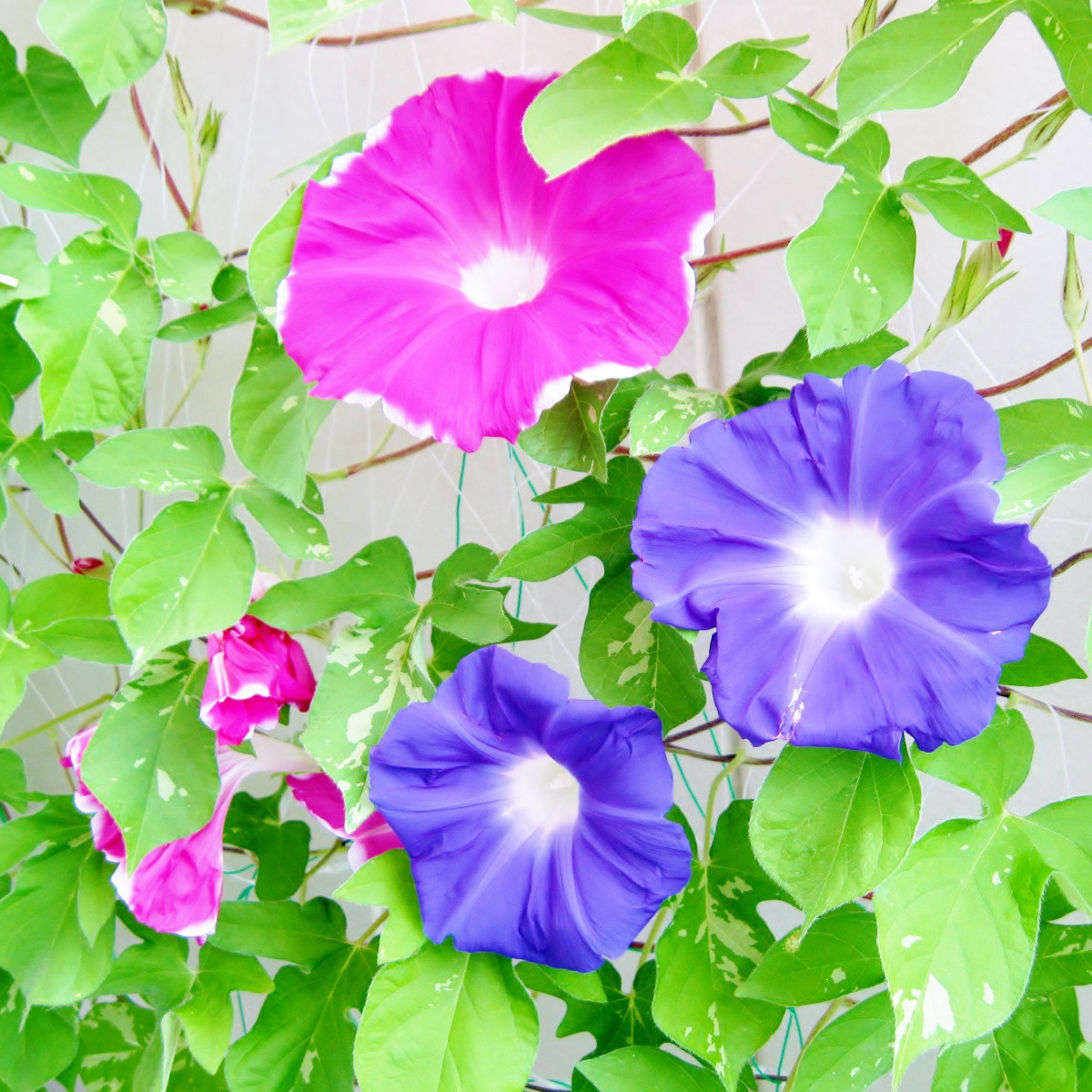 Směs popínavých rostlin - výsevný pásek - 5 m