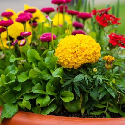 Směs chalupářských květů - výsevný pásek - 5 m