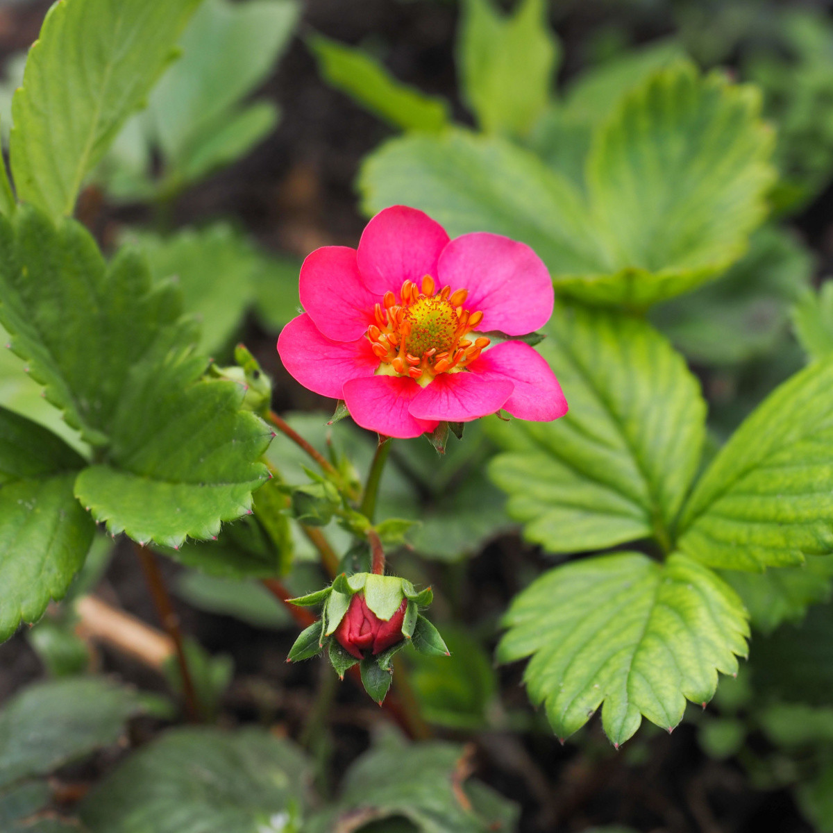 Jahodník stáleplodící Toscana F1 - Fragaria ananassa - semena jahodníku - 10 ks