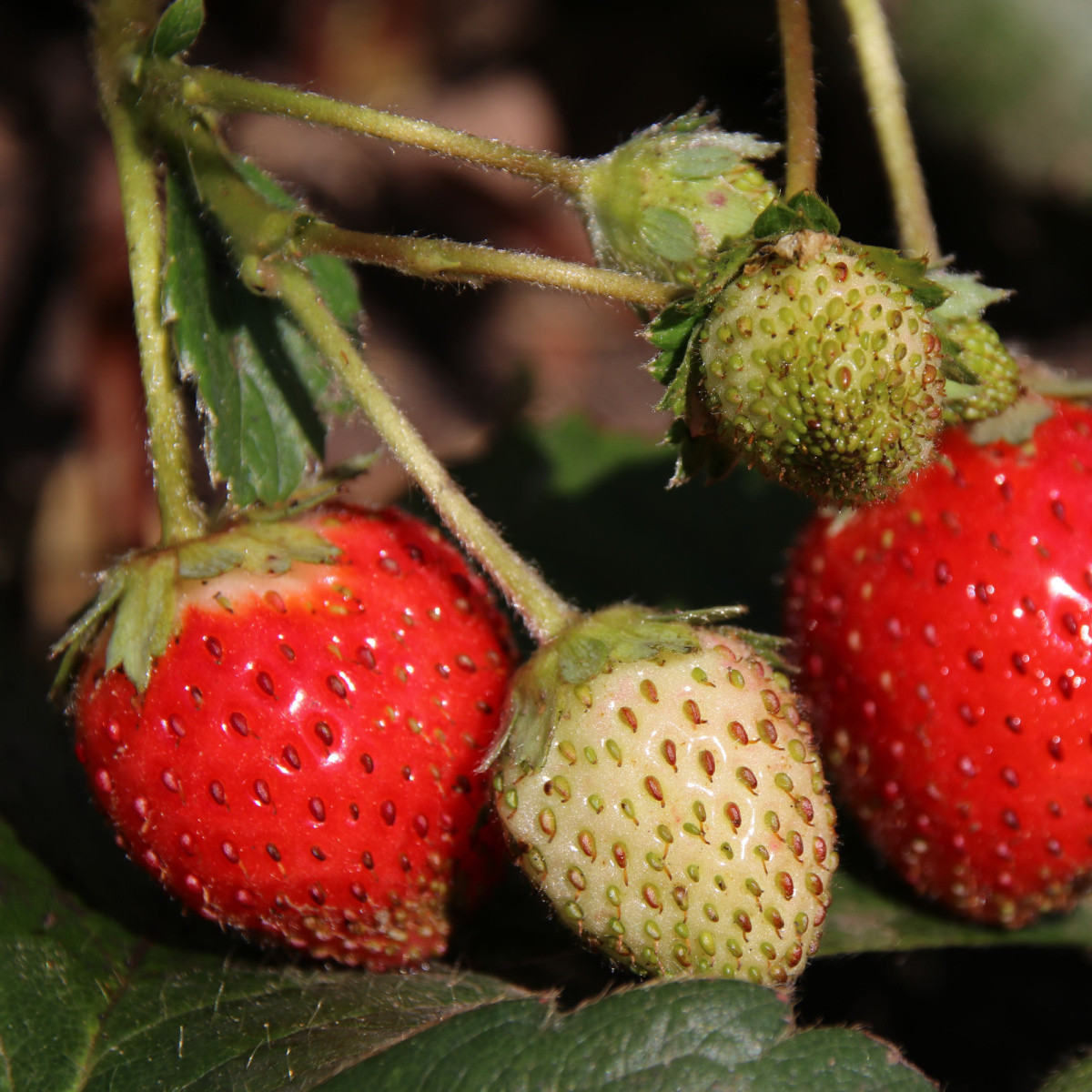 Jahodník stáleplodící Elan F1 - Fragaria ananassa - semena jahodníku - 10 ks