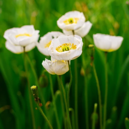 Mák Champagne Bubbles White - Papaver nudicaule - semena máku - 20 ks