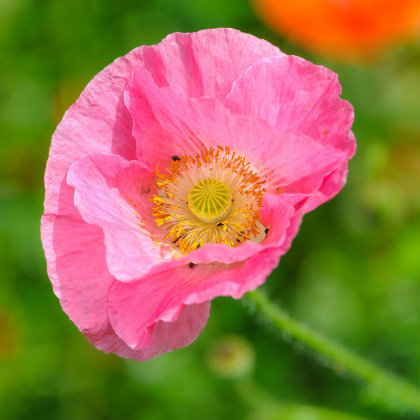 Mák Champagne Bubbles Pink - Papaver nudicaule - semena máku - 20 ks