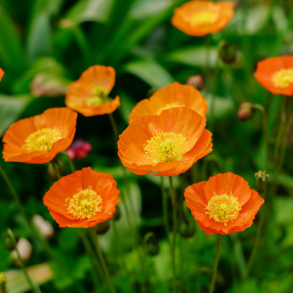 Mák Champagne Bubbles Orange - Papaver nudicaule - semena máku - 20 ks
