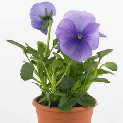 Violka Carneval F1 Azure - Viola x wittrockiana - semena violky - 20 ks