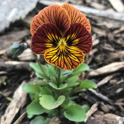 Violka Twix Special F1 Tiger Eye - Viola cornuta - semena violky - 20 ks