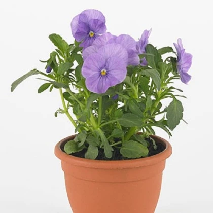 Violka Twix F1 Lavender Shades - Viola cornuta - semena violky - 20 ks
