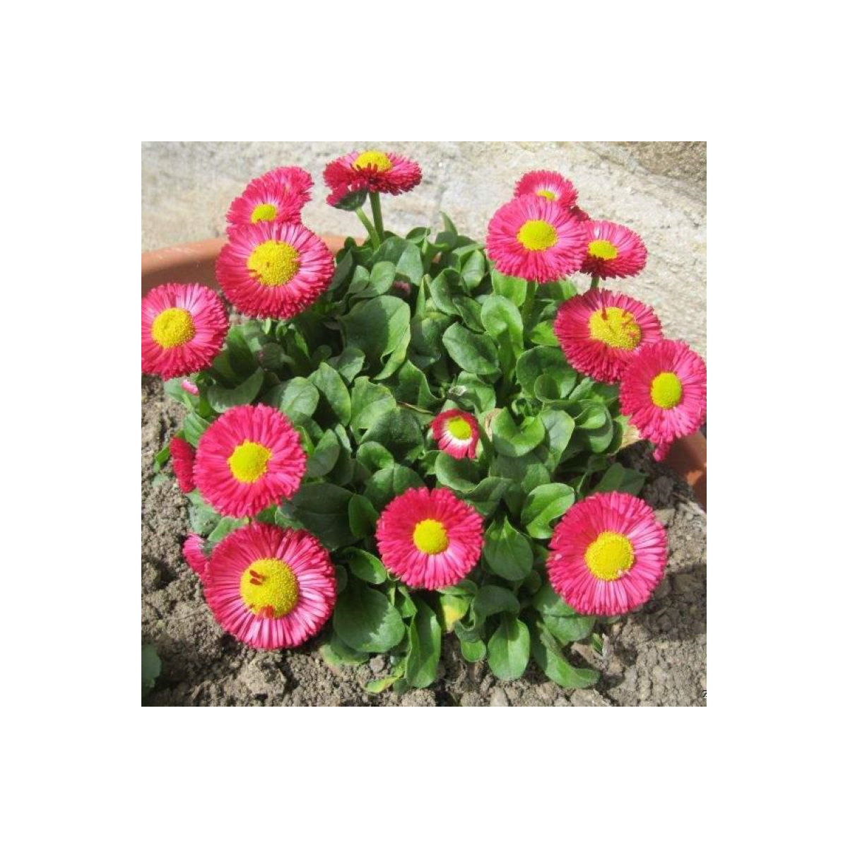 Sedmikráska Speedstar Plus Rose - Bellis perennis - semena sedmikrásky - 40 ks