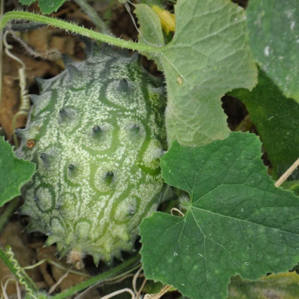 BIO Kiwano - Cucumis metuliferus - bio semena kiwana - 7 ks