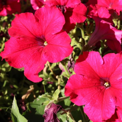 Petúnie Cascadini F1 Rose - Petunia x atkinsiana - semena petúnie - 15 ks