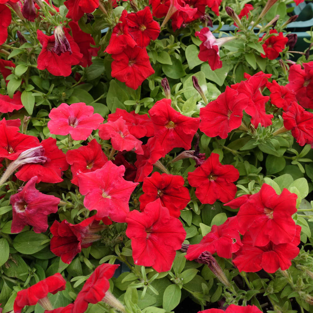 Petúnie Cascadini F1 Red - Petunia x atkinsiana - semena petúnie - 15 ks