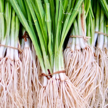 Semena cibule jarní Kaigaro - výsevný pásek - 5 m