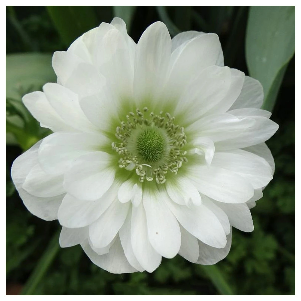 Sasanka Mount Everest - Anemone - hlízy sasanky - 3 ks