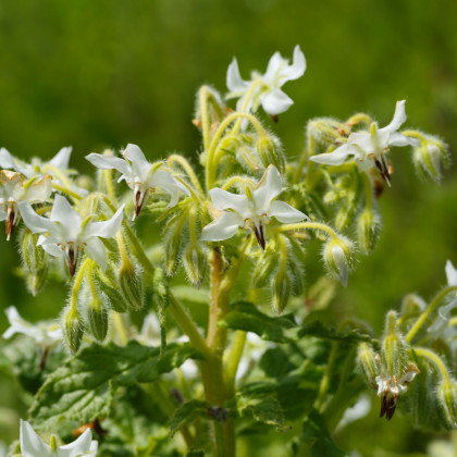 Borago officinalis
