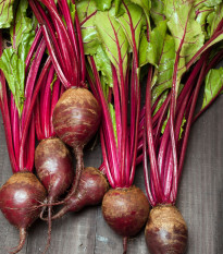 Nasiona buraka ćwikłowego Redshine - taśma siewna - 5 m