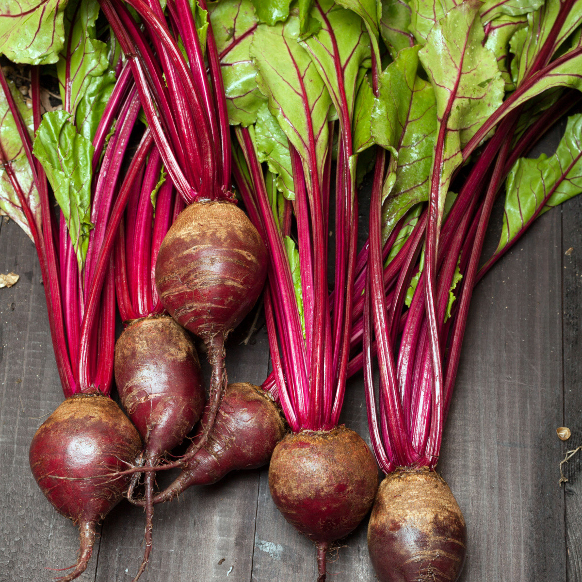 Nasiona buraka ćwikłowego Redshine - taśma siewna - 5 m