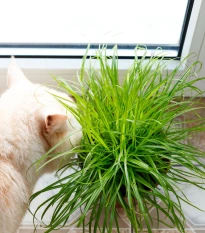 Semena kočičí trávy - výsevný disk - 5 m