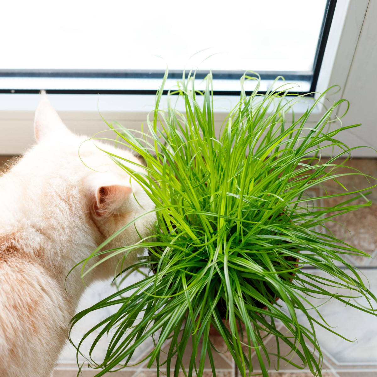 Semena kočičí trávy - výsevný disk - 5 m