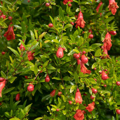 Granátové jablko - Punica granatum - semena granátového jablka - 5 ks