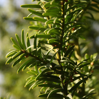 Sekvoj vždyzelená - Sequoia sempervirens - semena sekvoje - 3 ks