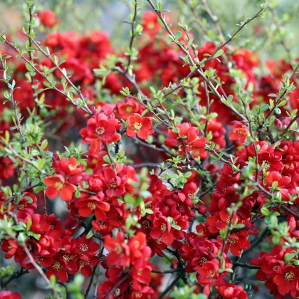 Kdoulovec - Chaenomeles Japonica - nasiona pigwowca - 10 szt.