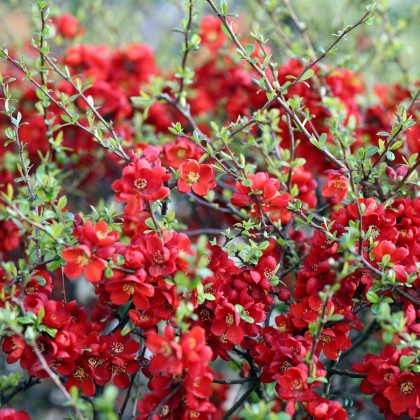 Kdoulovec - Chaenomeles Japonica - semena kdoulovce - 5 ks