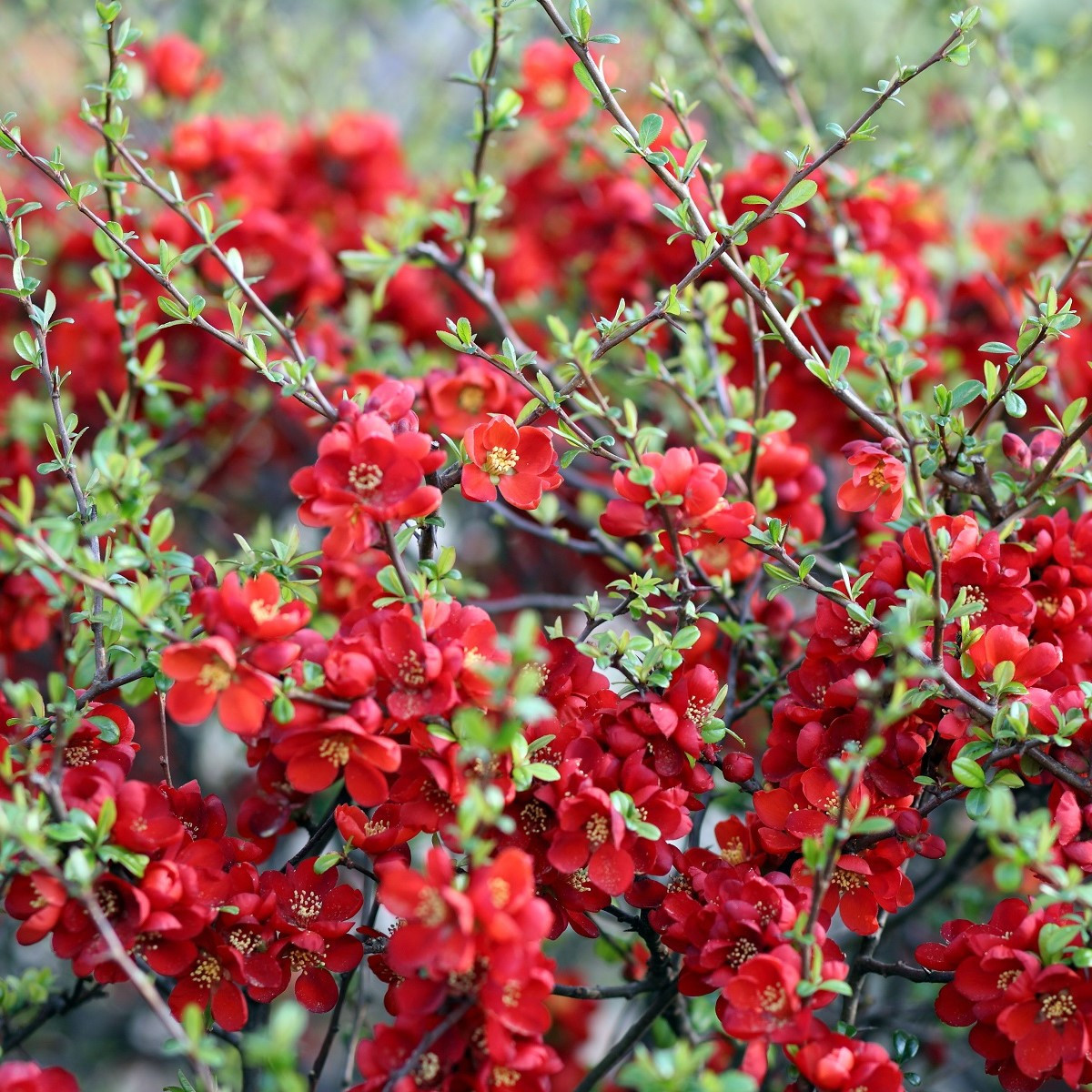 Kdoulovec - Chaenomeles Japonica - nasiona pigwowca - 10 szt.