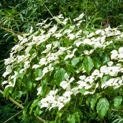 Dereń japoński - Cornus kousa - nasiona derenia - 12 szt.