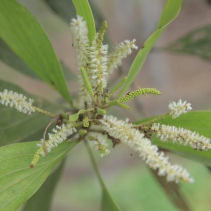 Akácie - Acacia mangium - semena akácie - 8 ks
