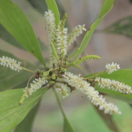 Akácie - Acacia mangium - semena akácie - 8 ks