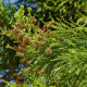 Kryptoméria japonská - Cryptomeria japonica - semena kryptomérie - 4 ks