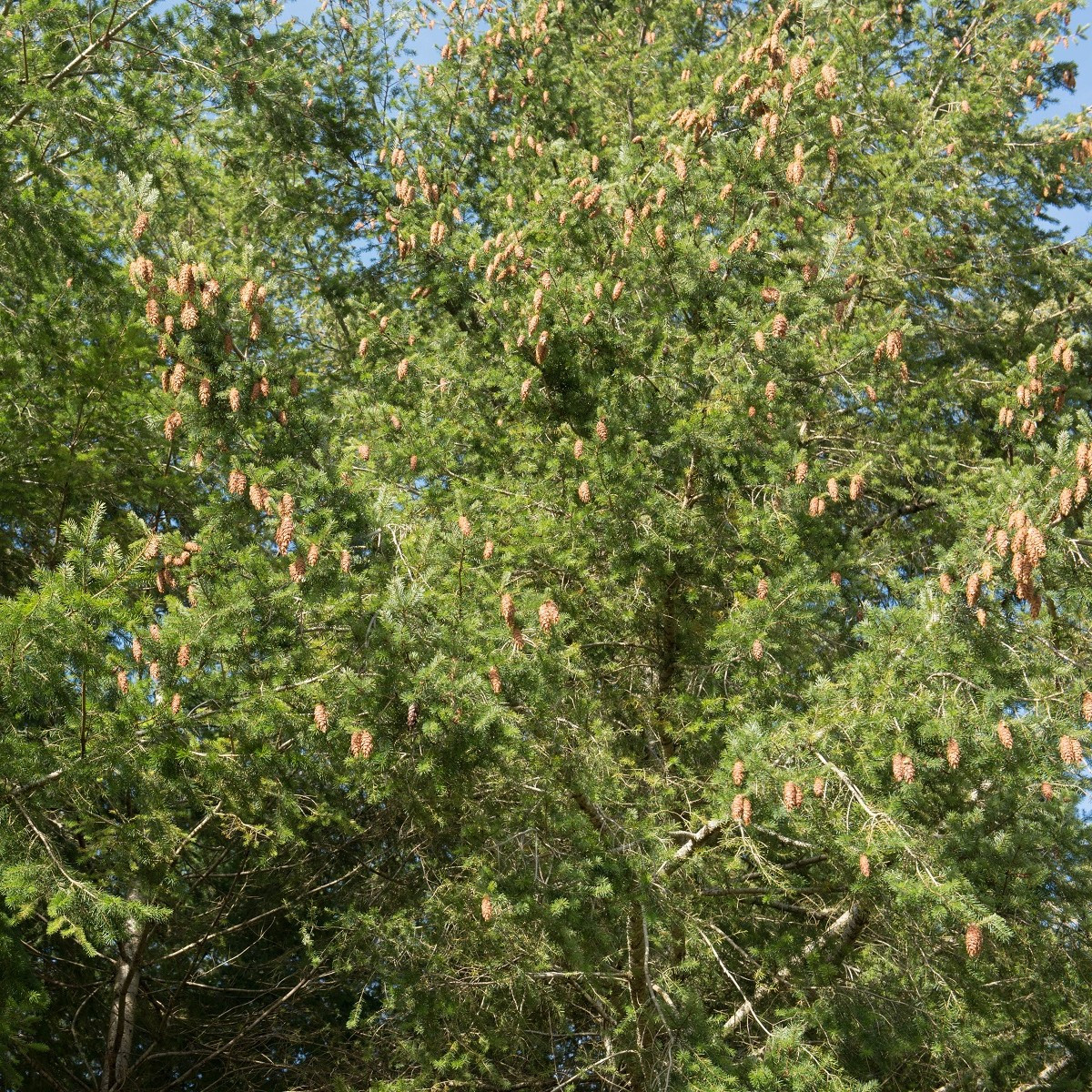 Douglaska tisolistá - Pseudotsuga menziesii - semena douglasky - 8 ks