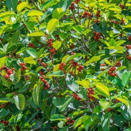 Nasiona figowców – Figowiec indyjski – Ficus benghalensis