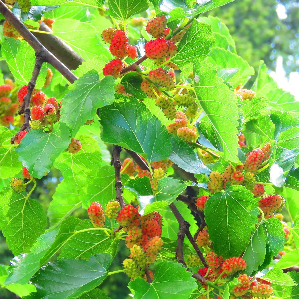 Morušovník bílý - Morus alba - semena morušovníku - 5 ks