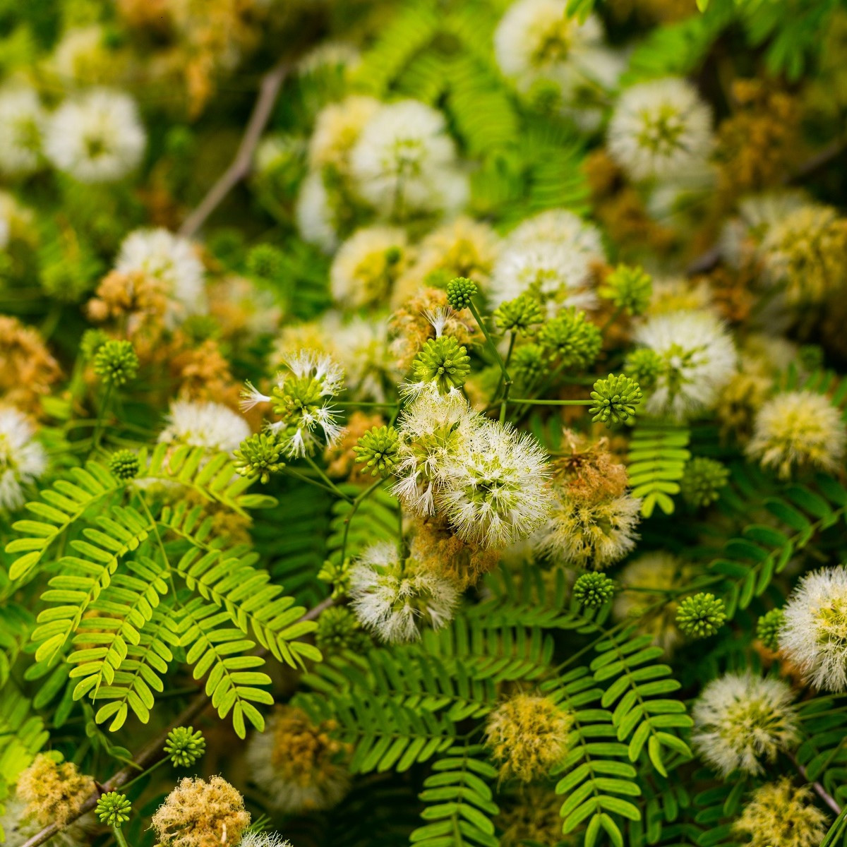 Divoká mimóza - Leucaena leucocephala - semena mimózy - 7 ks
