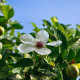 Dilenia indyjska - Dillenia indica - nasiona dilenii - 12 szt.