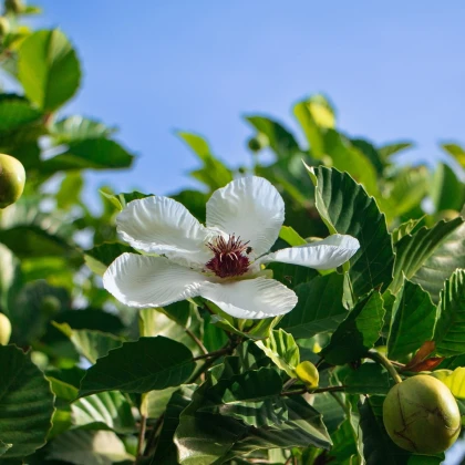 Dilenia indyjska - Dillenia indica - nasiona dilenii - 12 szt.