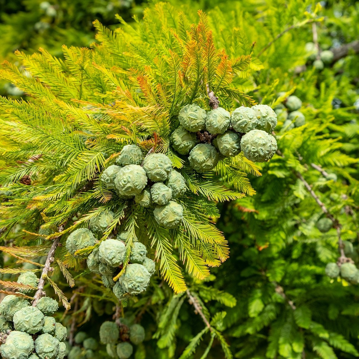 Tisovec dvouřadý - Taxodium distichum - semena tisovce - 5 ks