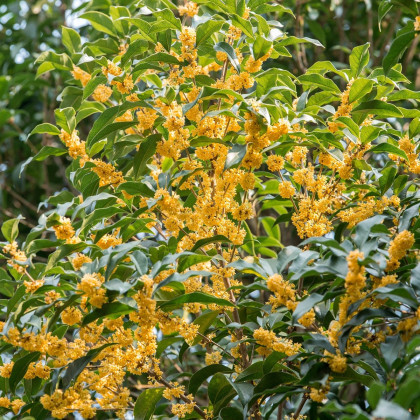 Olivovník libovonný - Osmanthus fragrans - semena olivovníku - 5 ks