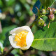Herbata chińska - Camellia sinensis - nasiona herbaty - 5 szt.