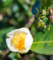 Herbata chińska - Camellia sinensis - nasiona herbaty - 5 szt.