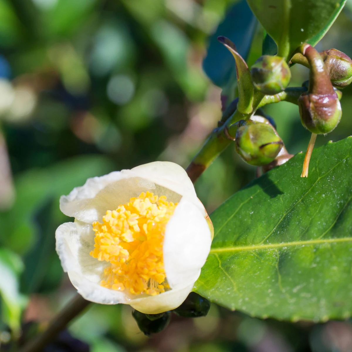Herbata chińska - Camellia sinensis - nasiona herbaty - 5 szt.