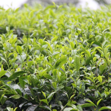 Herbata chińska - Camellia sinensis - nasiona herbaty - 5 szt.