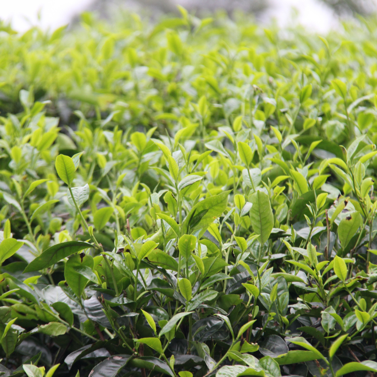 Herbata chińska - Camellia sinensis - nasiona herbaty - 5 szt.