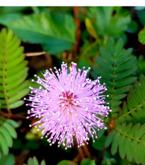 Citlivka wstydliwa - Mimosa pudica - nasiona citlivki - 10 szt.