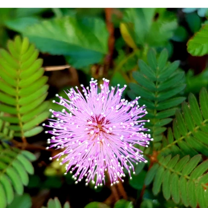 Citlivka wstydliwa - Mimosa pudica - nasiona citlivki - 10 szt.