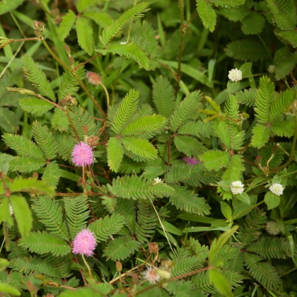 Citlivka wstydliwa - Mimosa pudica - nasiona citlivki - 10 szt.